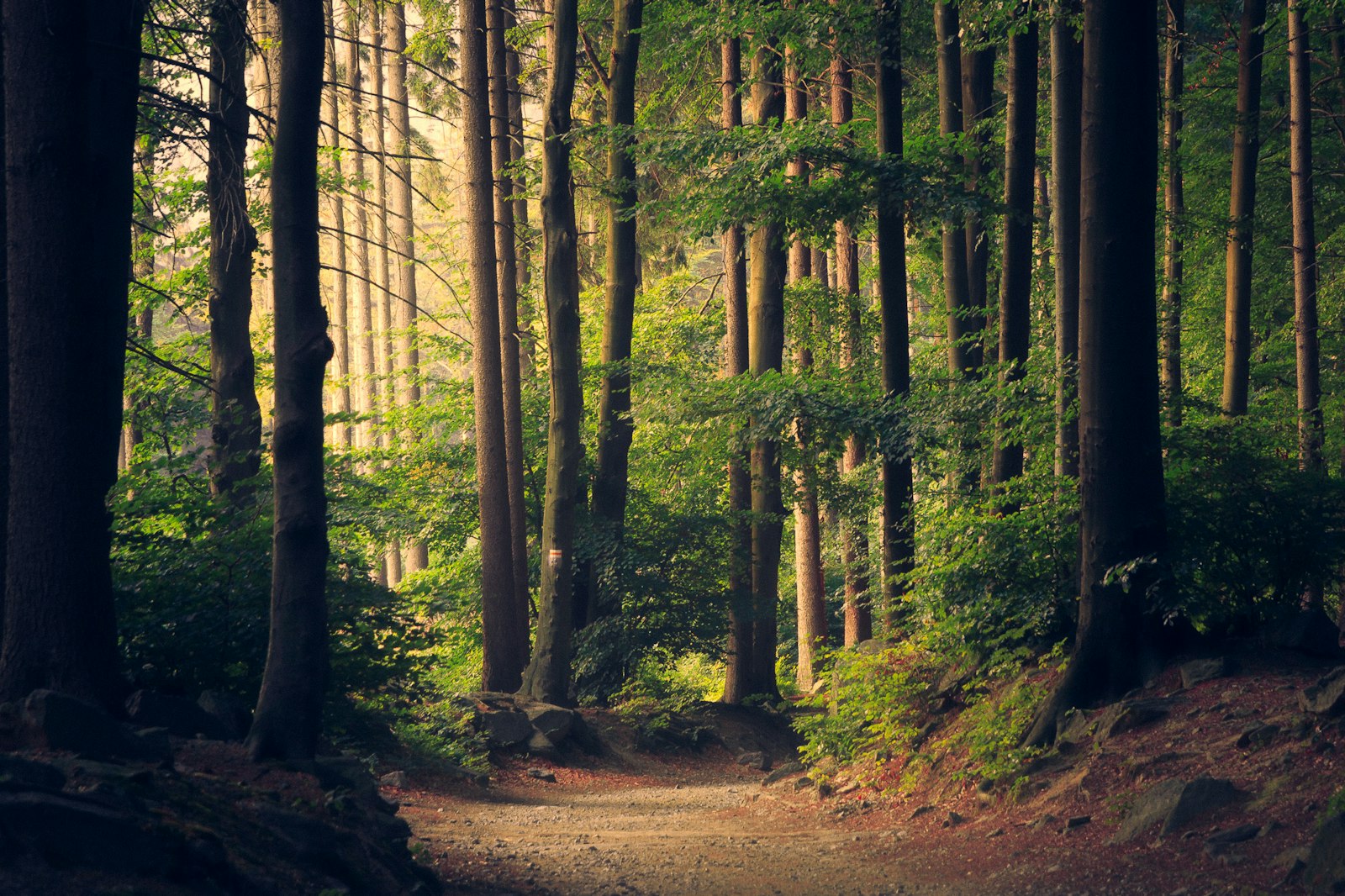 Forest sourcing